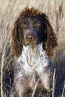 Epagneul de Pont-Audemer, Spaniel de Pont-Audemer