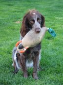 Epagneul de Pont-Audemer, Spaniel de Pont-Audemer