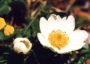 Dryas octopetala