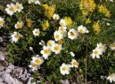 Dryas octopetala