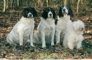 Dutch Partridge Dog