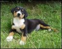 Entlebucher Sennenhund