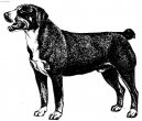 Entlebucher Sennenhund