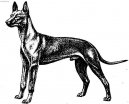 Pharaoh Hound