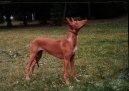 Pharaoh Hound