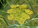 Foeniculum officinalis