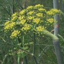 Foeniculum officinalis