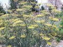 Foeniculum officinalis