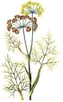 Foeniculum officinalis