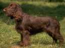 Field Spaniel