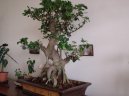 Ficus Retusa