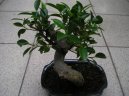 Ficus Retusa