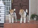 Fox Terrier Wire