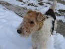 Fox Terrier Wire