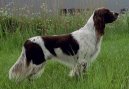 Epagneul Francais, French Spaniel