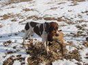 Braque francais, type Pyrnes, French Pointing Dog  Pyrenean type