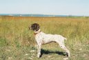 Braque francais, type Pyrnes, French Pointing Dog  Pyrenean type