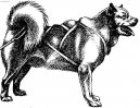 Grnlandshund