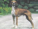 Hertha Pointer