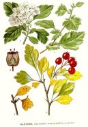 Crataegus oxyacantha