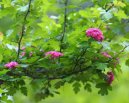 Crataegus oxyacantha