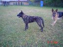 Dutch Shepherd Dog