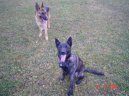 Dutch Shepherd Dog