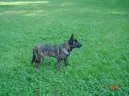 Dutch shepherd dog \\\\\(Dog standard\\\\\)