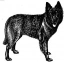 Dutch Shepherd Dog