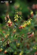 Astragalus membranaceus