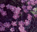 Dianthus Alpinus