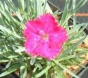 Dianthus Alpinus