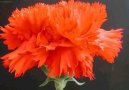 Dianthus Alpinus