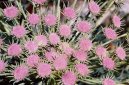 Dianthus Alpinus