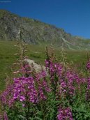 Dianthus Alpinus