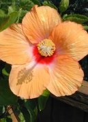 Hibiscus rosa-sinensis