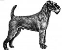 Irish Terrier