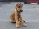 Irish  terrier \\\\\(Dog standard\\\\\)