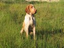 Bracco Italiano, Italian Pointing Dog