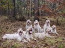 Spinone Italiano, Italian Wire-haired Pointing Dog