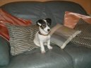 Jack Russell Terrier