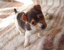 Jack Russell Terrier