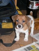 Jack Russell Terrier