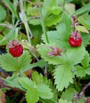 Fragaria vesca L