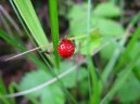 Fragaria vesca L