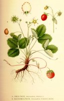 Fragaria vesca L