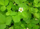 Fragaria vesca L