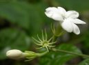 Jasminum officinale