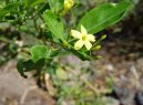 Jasminum officinale