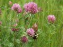 Trifolium pratense